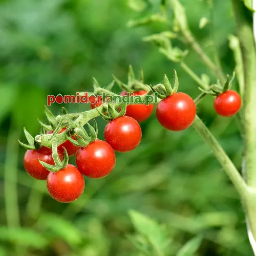 Raudoni, apvalūs ir smulkūs veislės „Matt’s Wild Cherry“ vaisiai ant krūmo.