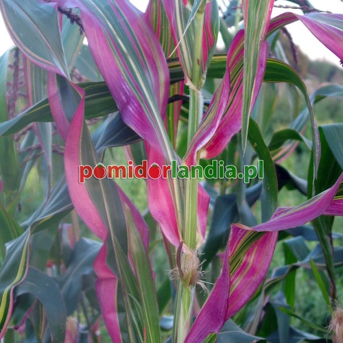 Decorative Corn