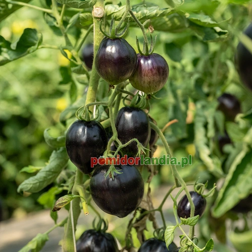 Gargamella Picasso Striped