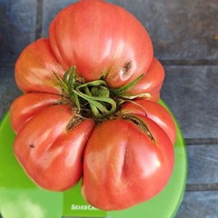 Brandywine Liam's Strain – Krzysztof Szyszkowski, 936 g