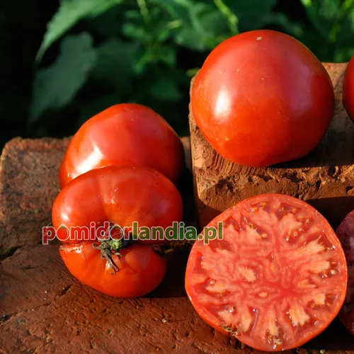 Red, round and slightly flattened Rostova tomatoes on a brick. One tomato is cut in half, showing the red flesh.