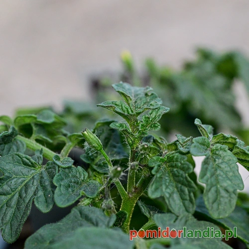 Micro Tom Heirloom