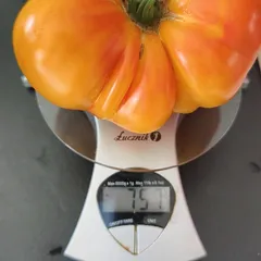 Peach and Cream – Bronisław Zdrojewski, 757 g