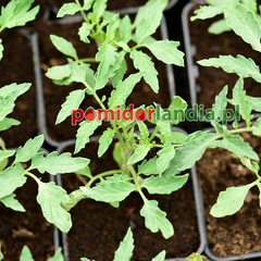 German Red Strawberry