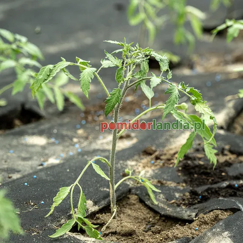 Jeune plant de la variété Anna's Legacy avec un feuillage normal pousse dans la terre.