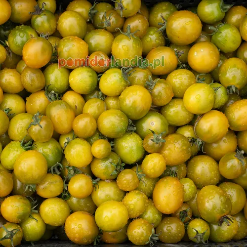 Zielone, kuliste i drobne owoce typu cherry odmiany Green Grape Cherry.