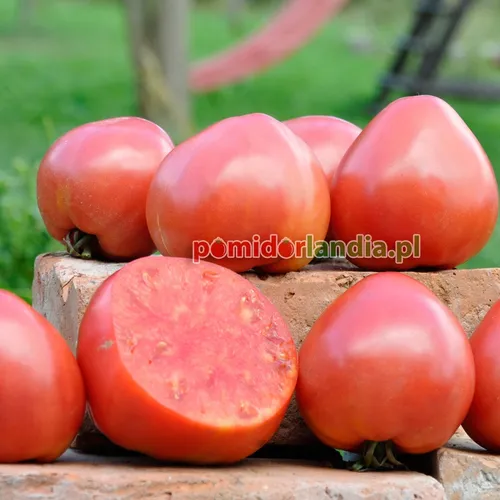 Czerwone, spłaszczone i żebrowane owoce odmiany German Red Strawberry na cegłach. Jeden z owoców jest przekrojony, z widocznym czerwonym miąższem.