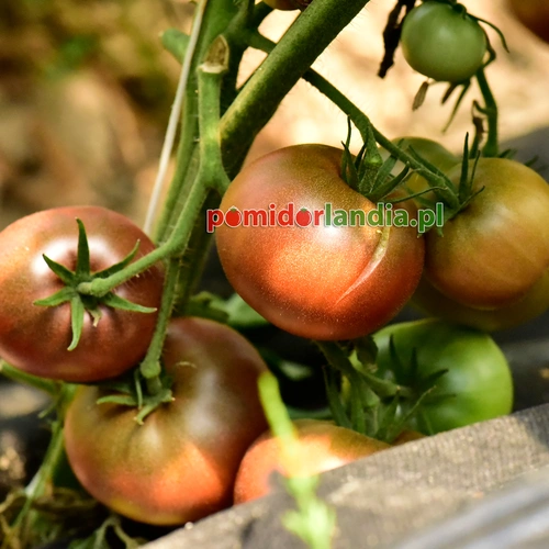 Dark Spudleaf