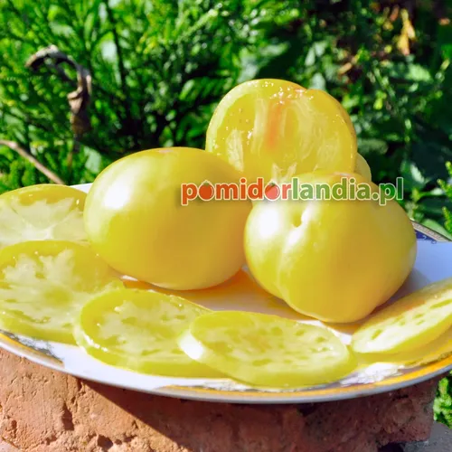 Yellow, round and flattened Candy’s Old Yellow tomatoes on a plate. One tomato is cut in half, showing yellow flesh.