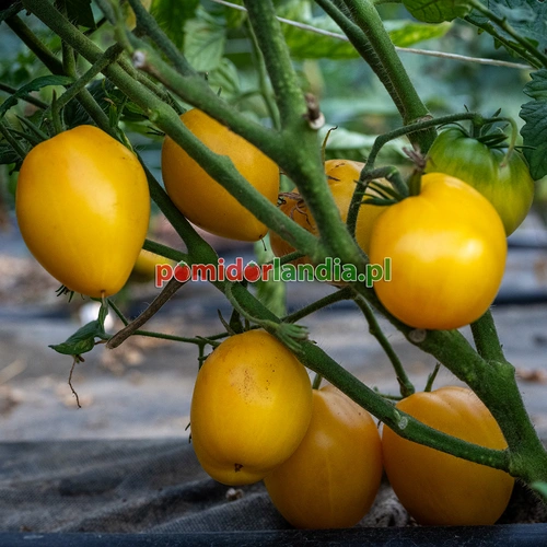 Dwarf Lemon Ice