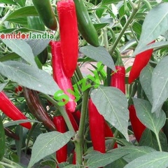 Serrano (ostra)