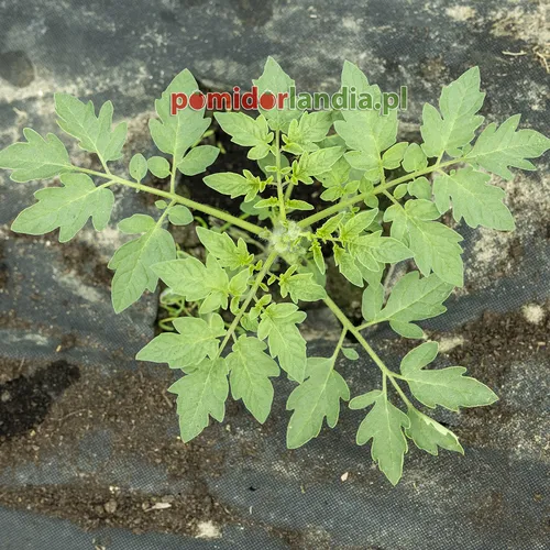 Młoda roślina odmiany Costoluto Genovese o liściach typu regularnego.