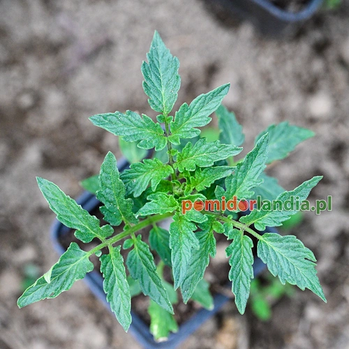 Aunt Ruby's German Green