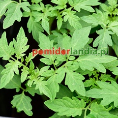 Potiron Ecarlate