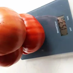 Aussie – Teresa Szczypin, 1536 g