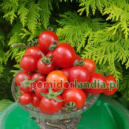 Jake's Red Cherry