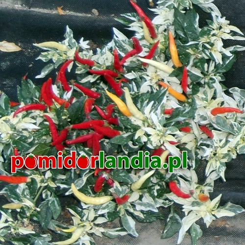 Ozdobna SHU