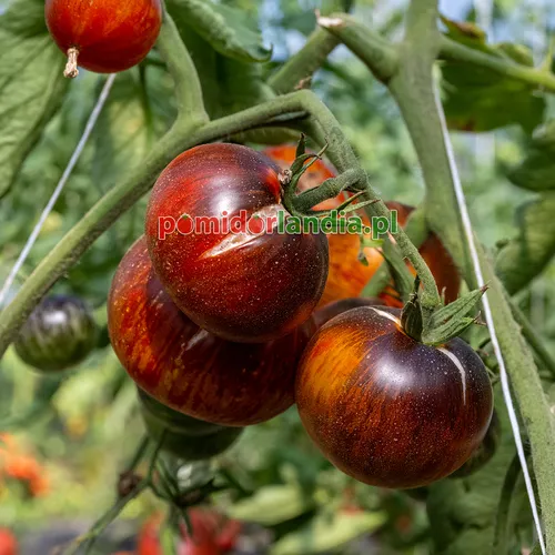 Ciemnofioletowe i pomarańczowe, kuliste owoce odmiany Alice's Dream na krzaku.
