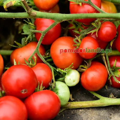 Kleine, runde rote Früchte der Sorte Uralskij Rannyj an der Pflanze. Neben den reifen roten Früchten befinden sich grüne Früchte.