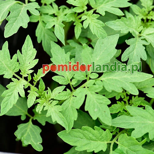 Potiron Ecarlate