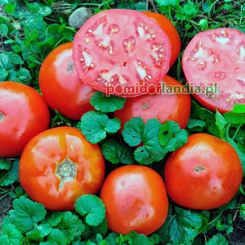 Bulgarian Triumph