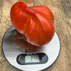 Cuore Antico Di Acqui Therme – Daria Kos, 850 g