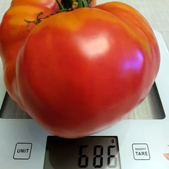 Brandywine Purple – Beata Kopaczyńska, 686 g