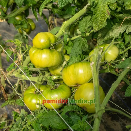 Zielone, spłaszczone i żebrowane owoce odmiany Summertime Green na krzaku.