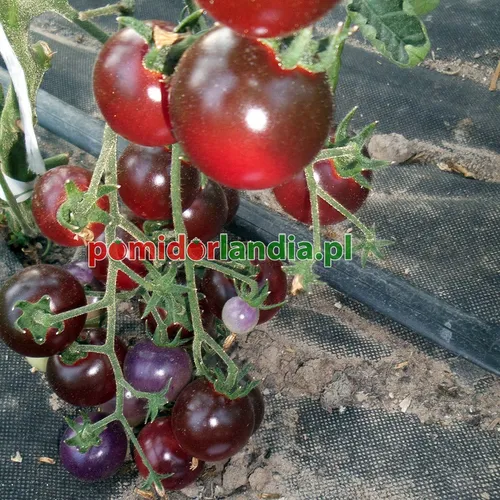 Ciemnofioletowe i czerwone, drobne, kuliste owoce odmiany Bing Cherry na krzaku.