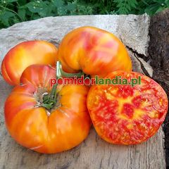 Mortgage Lifter Bicolor