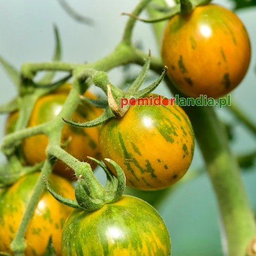Orange Green Zebra