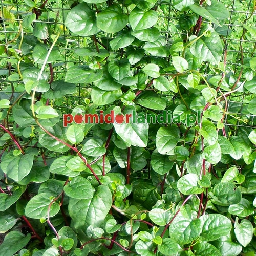 Summer Spinach Malabar