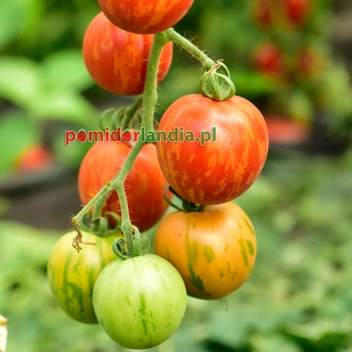 Tigerella Heirloom