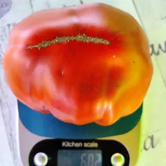 Ruby Surprise – Edward Kijek, 603 g