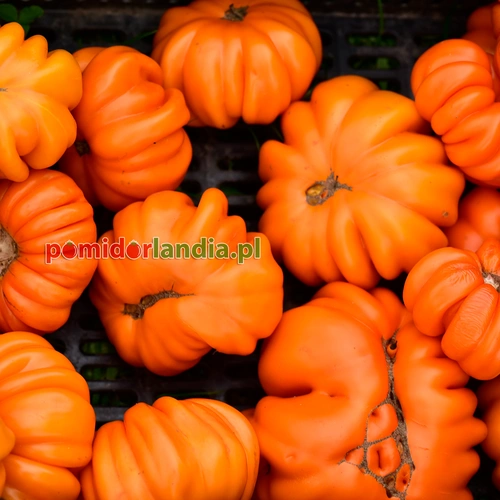Orange Accordion