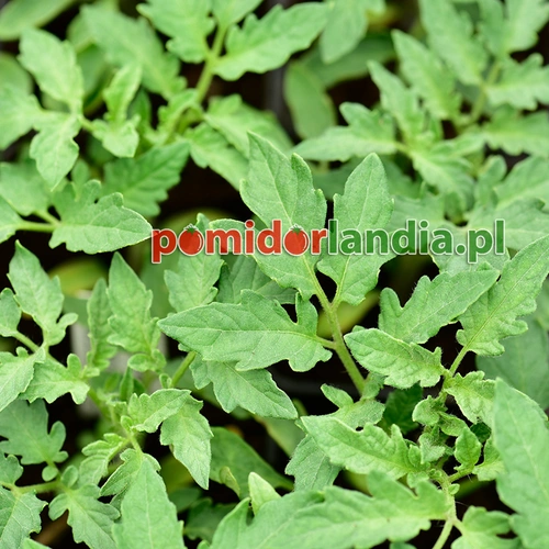 Watermelon Beefsteak