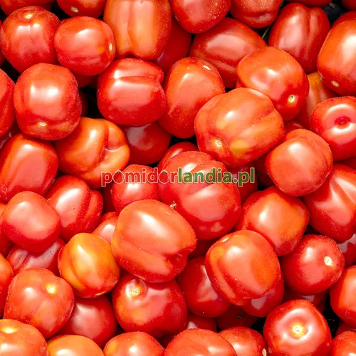 Raudoni, maži ir apvalūs veislės „Red Stuffer Cherry“ vaisiai.