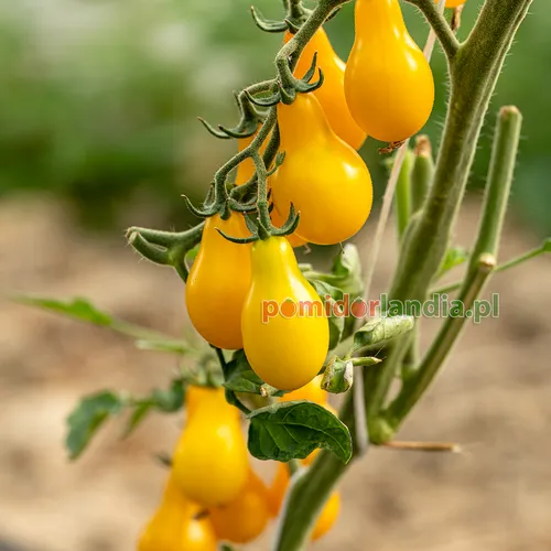Żółte, gruszkowate i drobne owoce odmiany Yellow Pear Cherry na krzaku.