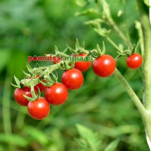 Matt’s Wild Cherry