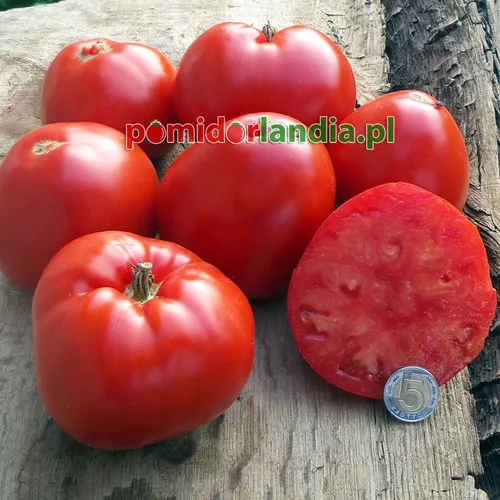 Czerwone, kuliste i lekko spłaszczone owoce odmiany Italian Heirloom na drewnianych deskach. Jeden owoc jest przekrojony, ukazując czerwony miąższ.