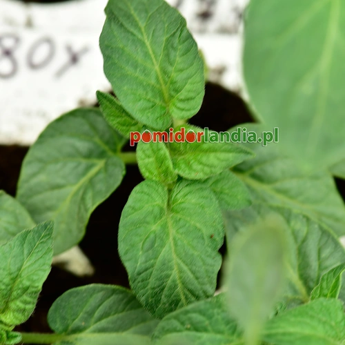 Dark Spudleaf