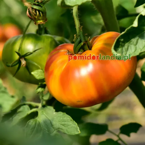 Pomarańczowe i zielone, spłaszczone owoce odmiany Gold Medal na krzaku.