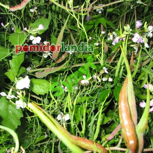 Legume radish