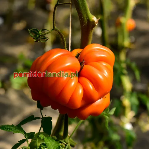 Pomarańczowe, żebrowane i spłaszczone owoce odmiany Orange Accordion na krzaku.