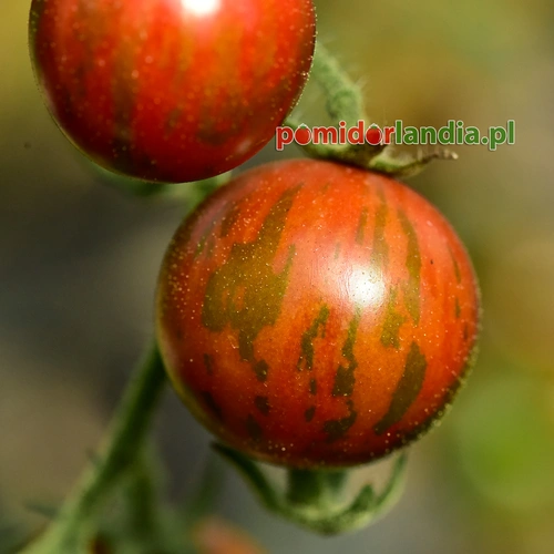 Black Zebra Heirloom