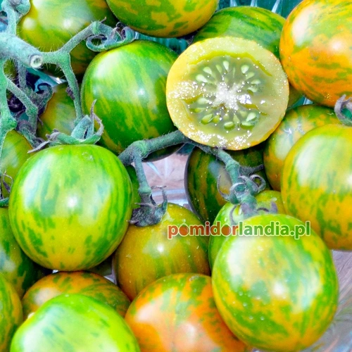 Orange Green Zebra