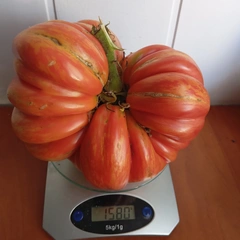 Pink Jazz – Sabina Pilut, 1580 g