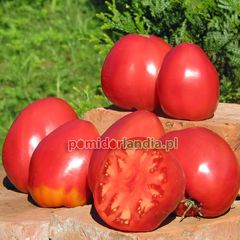 Hungarian Oxheart