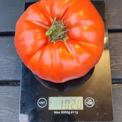 Aussie – Bogumił Babiarz, 1020 g