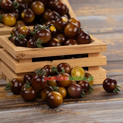 Ciemnofioletowe, kuliste i drobne owoce odmiany Blue Gold Berries w drewnianych skrzynkach oraz na stole. Jeden owoc jest przekrojony, z żółtym miąższem.
